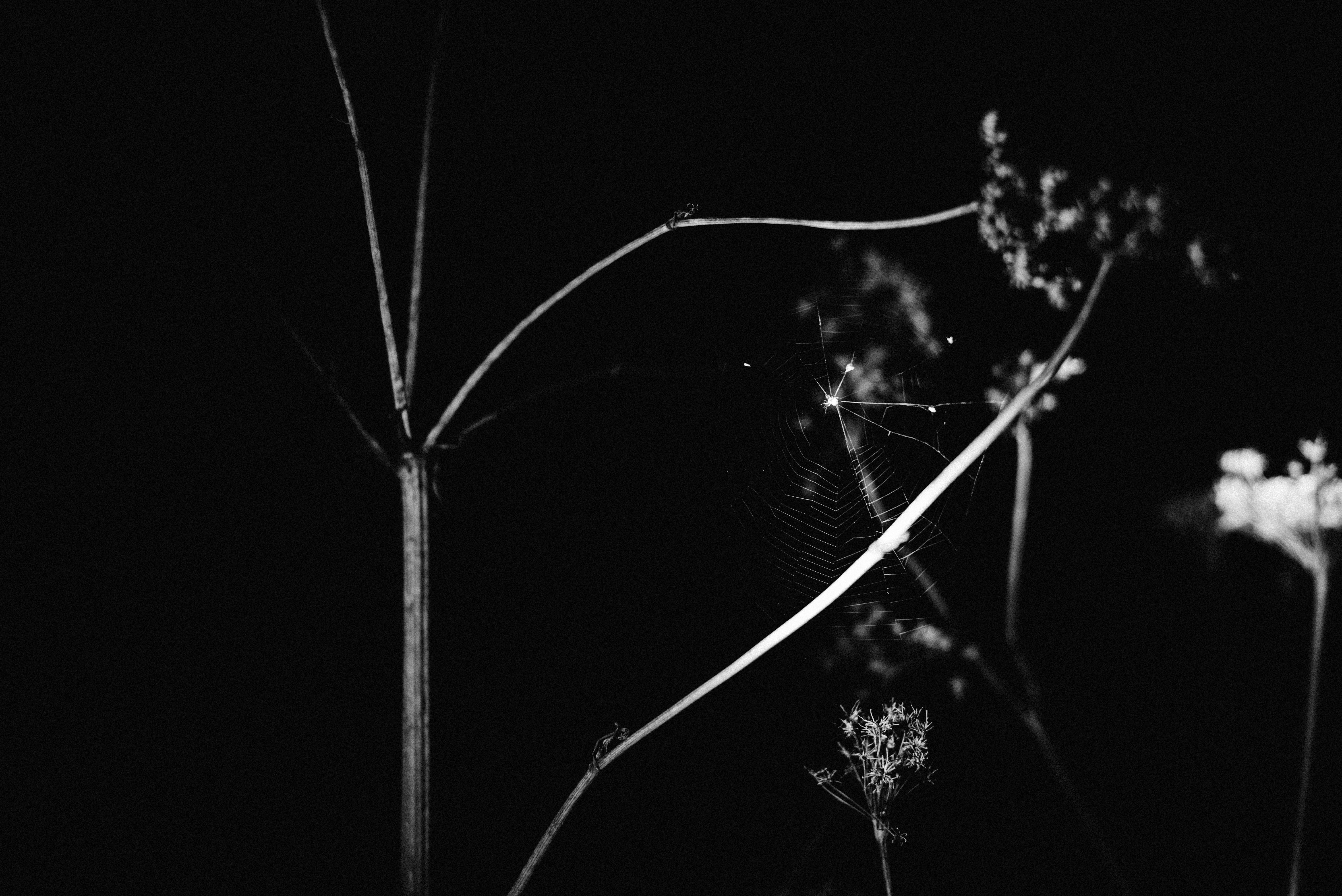 grayscale photo of spider web